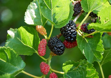 what is mulberry leaf.